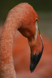 flamingo portrait