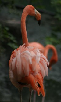 flamingo