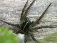 Spider Photos