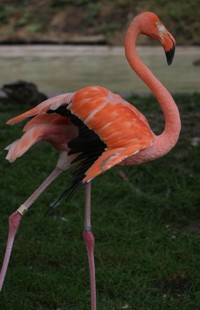 stretching flamingo