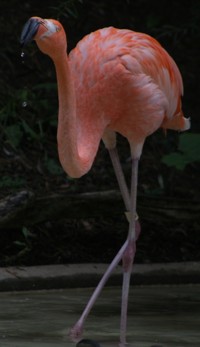 flamingo