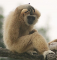 gibbon photo