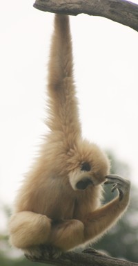 gibbon photo