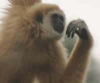 gibbon photo