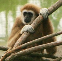 gibbon photo