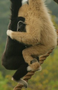 gibbon photo