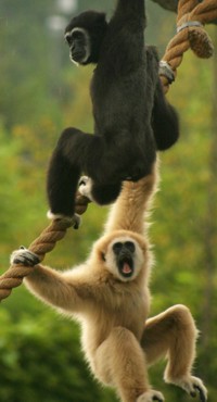 gibbon photo