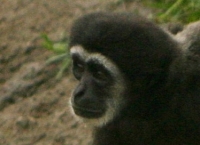 gibbon photo