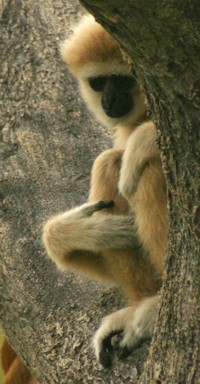 gibbon photo