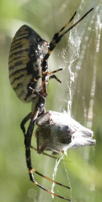 Spider Photos