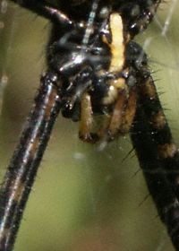 Spider Photos