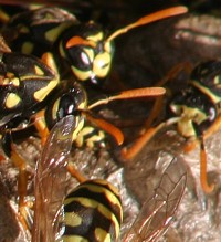 yellow jacket wasp photo