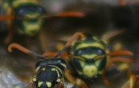 yellow jacket wasp photo