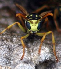 yellow jacket wasp photo