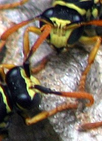 yellow jacket wasp photo