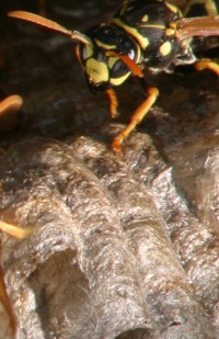 yellow jacket wasp photo