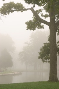 foggy morning
