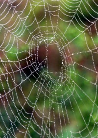 spider web photo