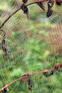 spider web photo