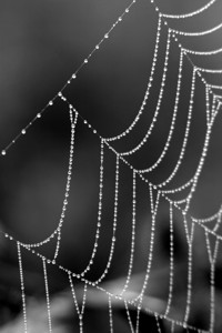 spider web photo