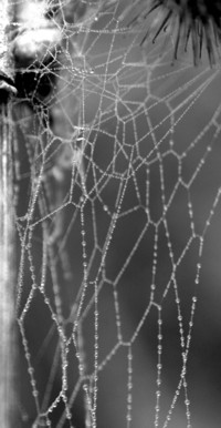 spider web photo