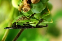 mating mantids