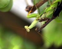 mating mantids