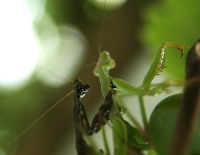 mating mantids