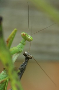 mating mantids