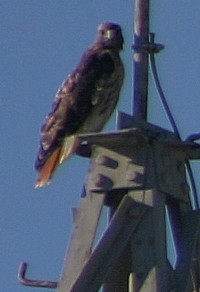 hawk on power line