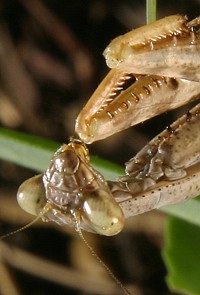 carolina mantis