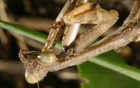 carolina mantis