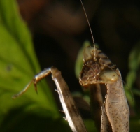 carolina mantis