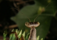 carolina mantis