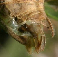 carolina mantis ovipositor