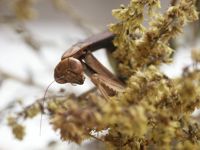 Praying Mantis Photo