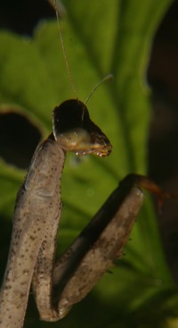 carolina mantis