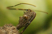 spiny assassin bug