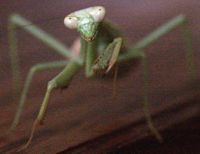 Praying Mantis Photo