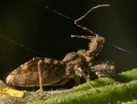 spiny assassin bug