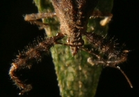 spiny assassin bug