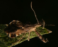 spiny assassin bug