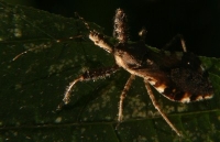 spiny assassin bug