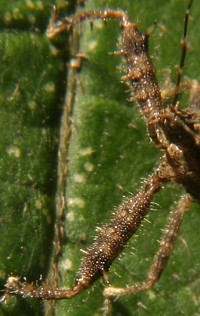 spiny assassin bug