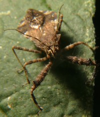 spiny assassin bug