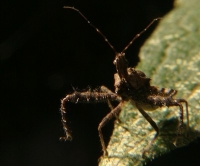 spiny assassin bug