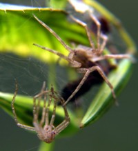 molted spider