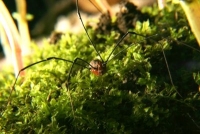 daddy long leg harvestman