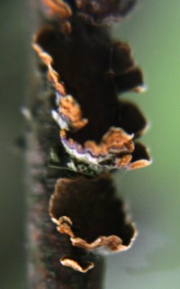 fungus photo