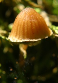 fungus photo